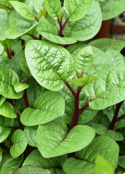 Malabar Spinach (Basella alba) - Tampa Home & Garden Store
