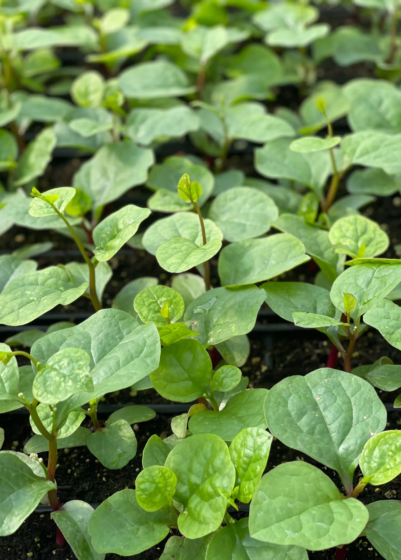 Malabar Spinach (Basella alba) - Tampa Home & Garden Store