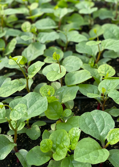 Malabar Spinach (Basella alba) - Tampa Home & Garden Store