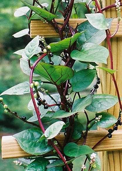 - image on Tampa Home & Garden Store