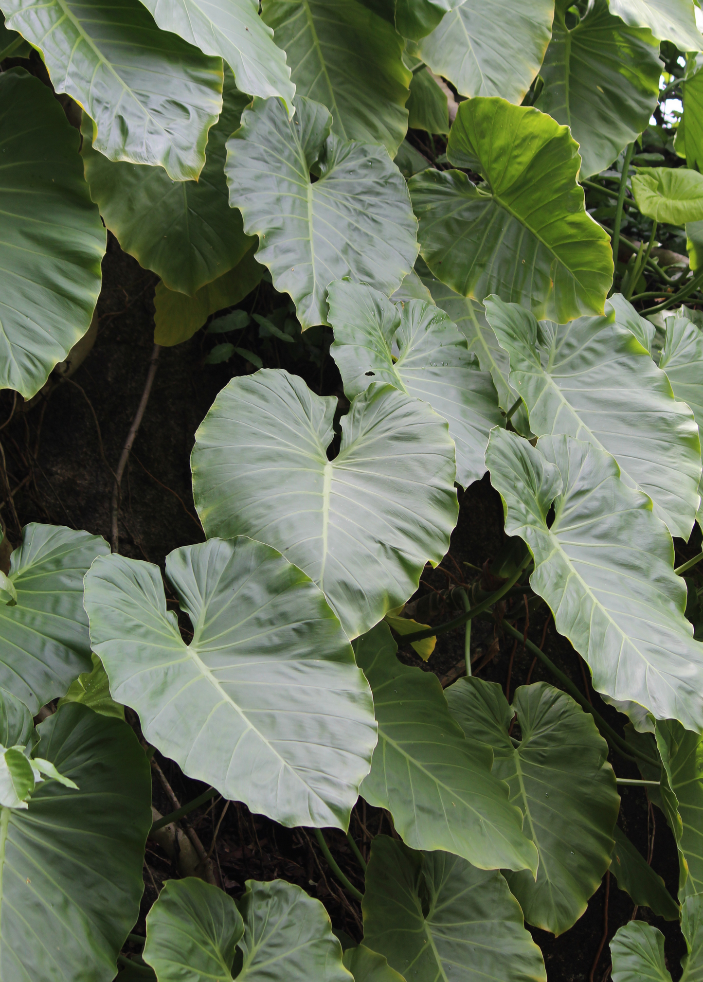 Malanga (Xanthosoma sagittifolium) - Tampa Home & Garden Store