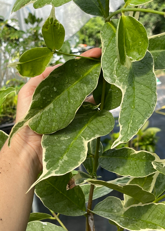Malay Apple, Variegated (Syzygium malaccense) - Tampa Home & Garden Store