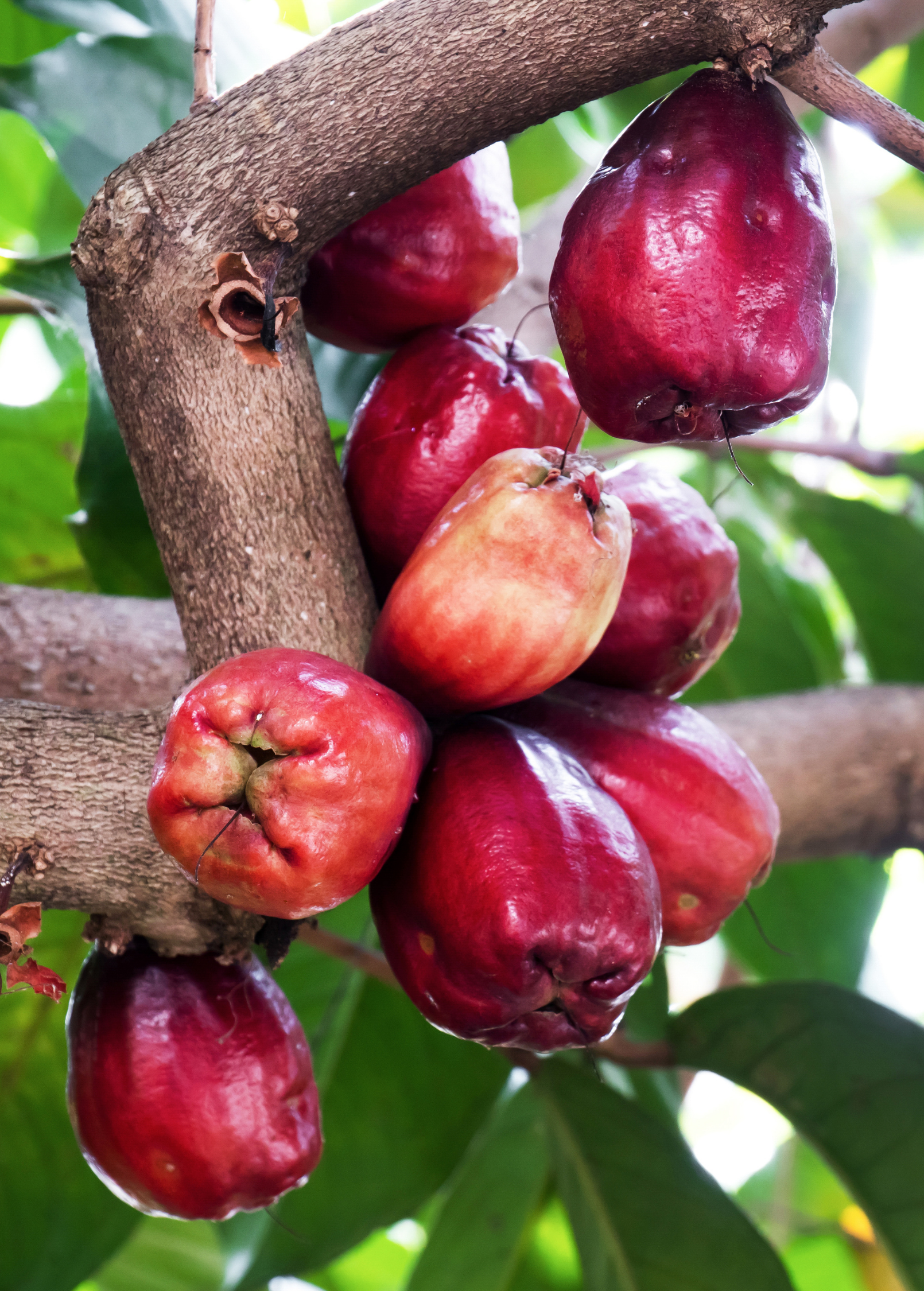 Malay Apple, Variegated (Syzygium malaccense) - Tampa Home & Garden Store