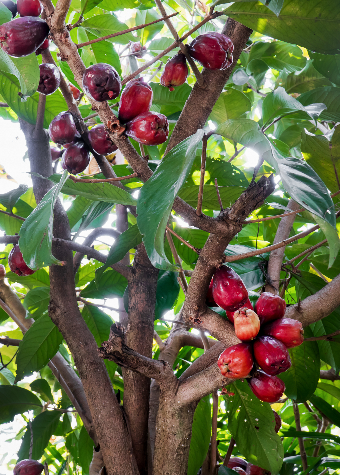 Malay Apple, Variegated (Syzygium malaccense) - Tampa Home & Garden Store