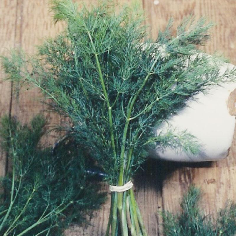 Mammoth Dill Seeds (Organic) - Tampa Home & Garden Store