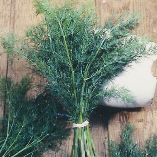 Mammoth Dill Seeds (Organic) - Tampa Home & Garden Store