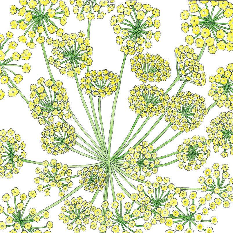 Mammoth Dill Seeds (Organic) - Tampa Home & Garden Store