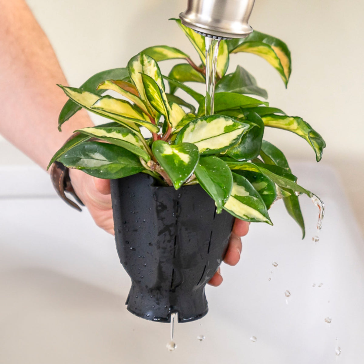 Forest Green ceramic pot with rubber liner under running water; variegated indoor plant on Tampa Home & Garden Store