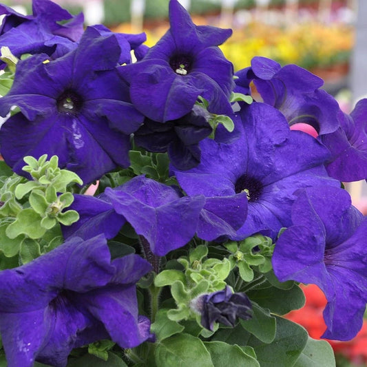 Mandevilla Sanderi - 50 Seeds - Brazilian Jasmine Beautiful and Colorful Fragrance Blooms Easy Care Requirement - Tampa Home & Garden Store