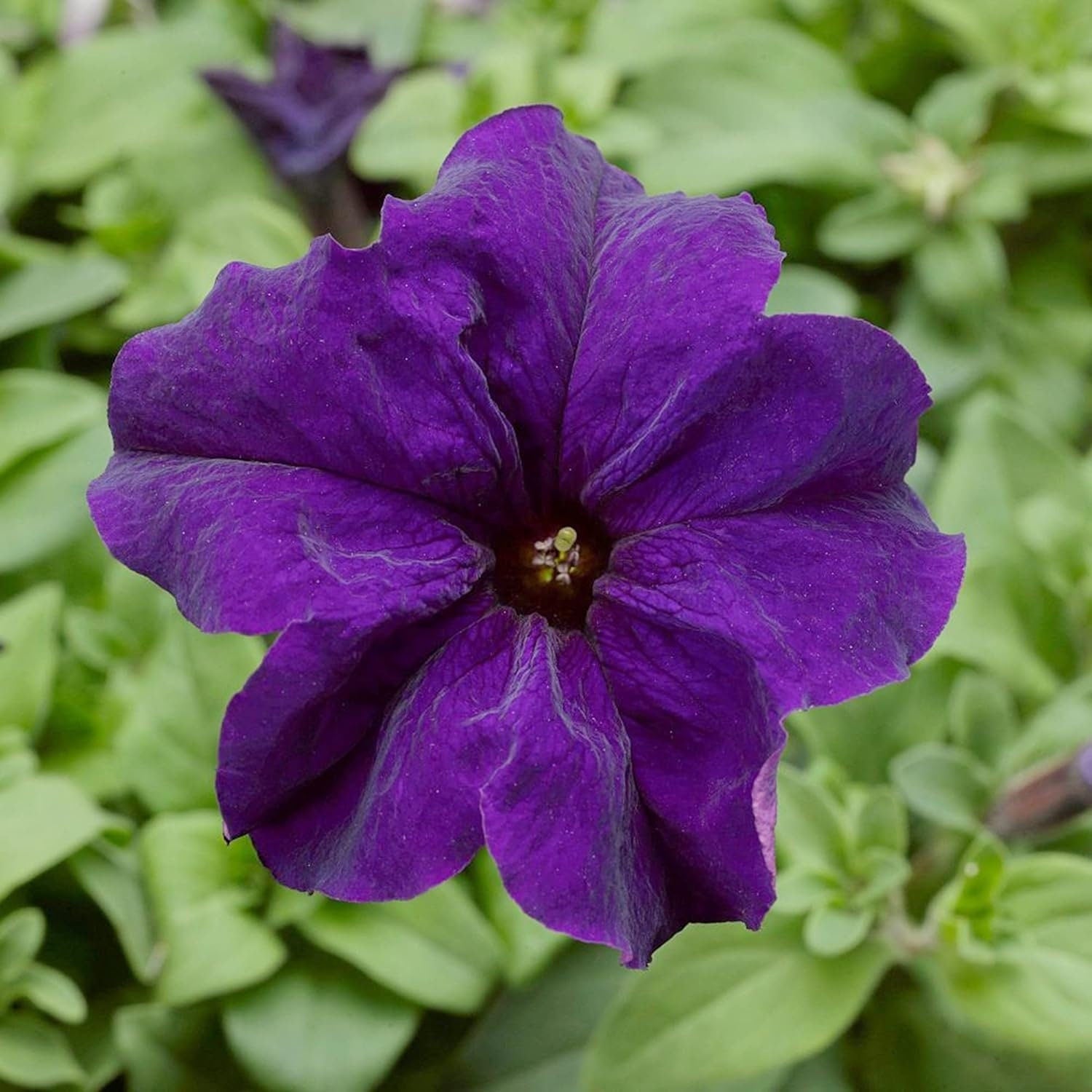 Mandevilla Sanderi - 50 Seeds - Brazilian Jasmine Beautiful and Colorful Fragrance Blooms Easy Care Requirement - Tampa Home & Garden Store