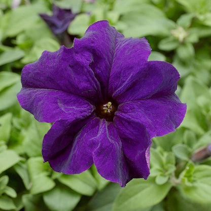 Mandevilla Sanderi - 50 Seeds - Brazilian Jasmine Beautiful and Colorful Fragrance Blooms Easy Care Requirement - Tampa Home & Garden Store