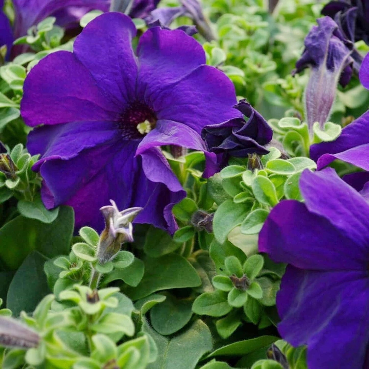 Mandevilla Sanderi - 50 Seeds - Brazilian Jasmine Beautiful and Colorful Fragrance Blooms Easy Care Requirement - Tampa Home & Garden Store
