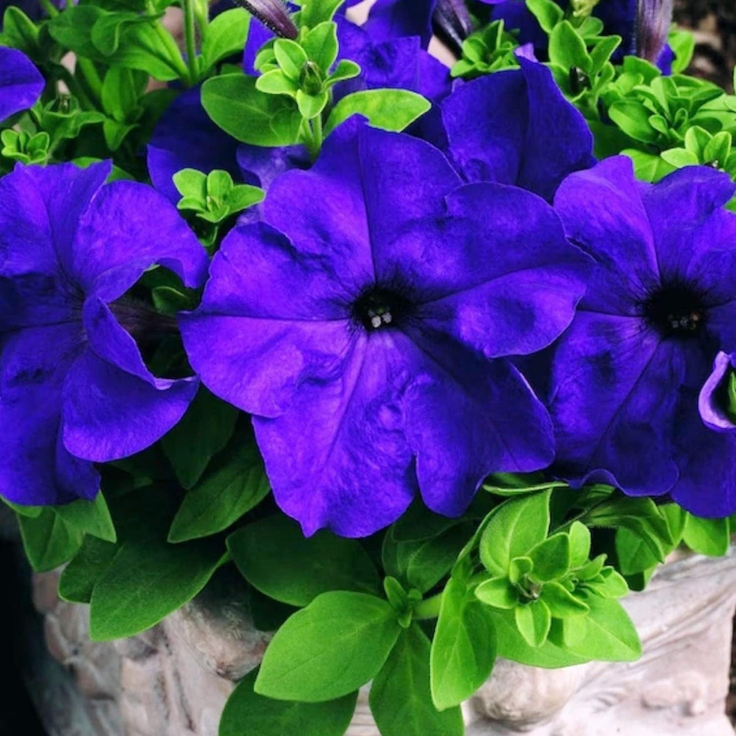 Mandevilla Sanderi - 50 Seeds - Brazilian Jasmine Beautiful and Colorful Fragrance Blooms Easy Care Requirement - Tampa Home & Garden Store