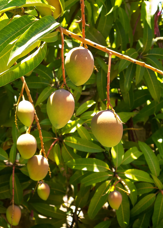 Carrie mango tree fruiting with green mangoes, Sow Exotic tropical fruit tree on Tampa Home & Garden Store