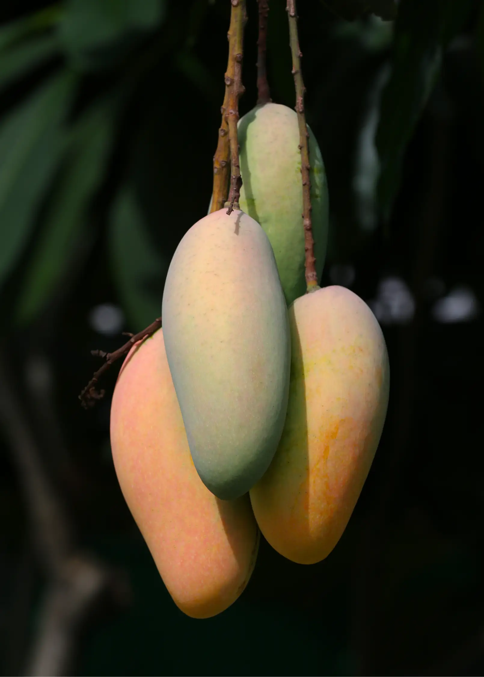 Mango 'Mahachanok' (Mangifera indica) - Tampa Home & Garden Store