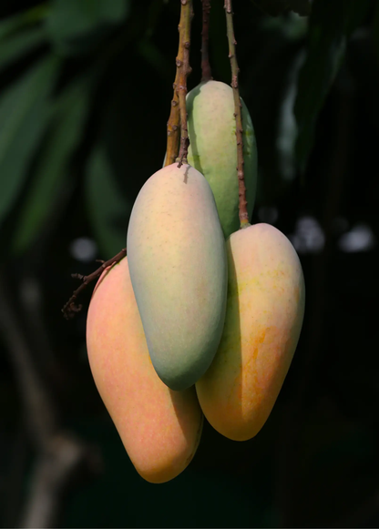 Mango 'Mahachanok' (Mangifera indica) - Tampa Home & Garden Store