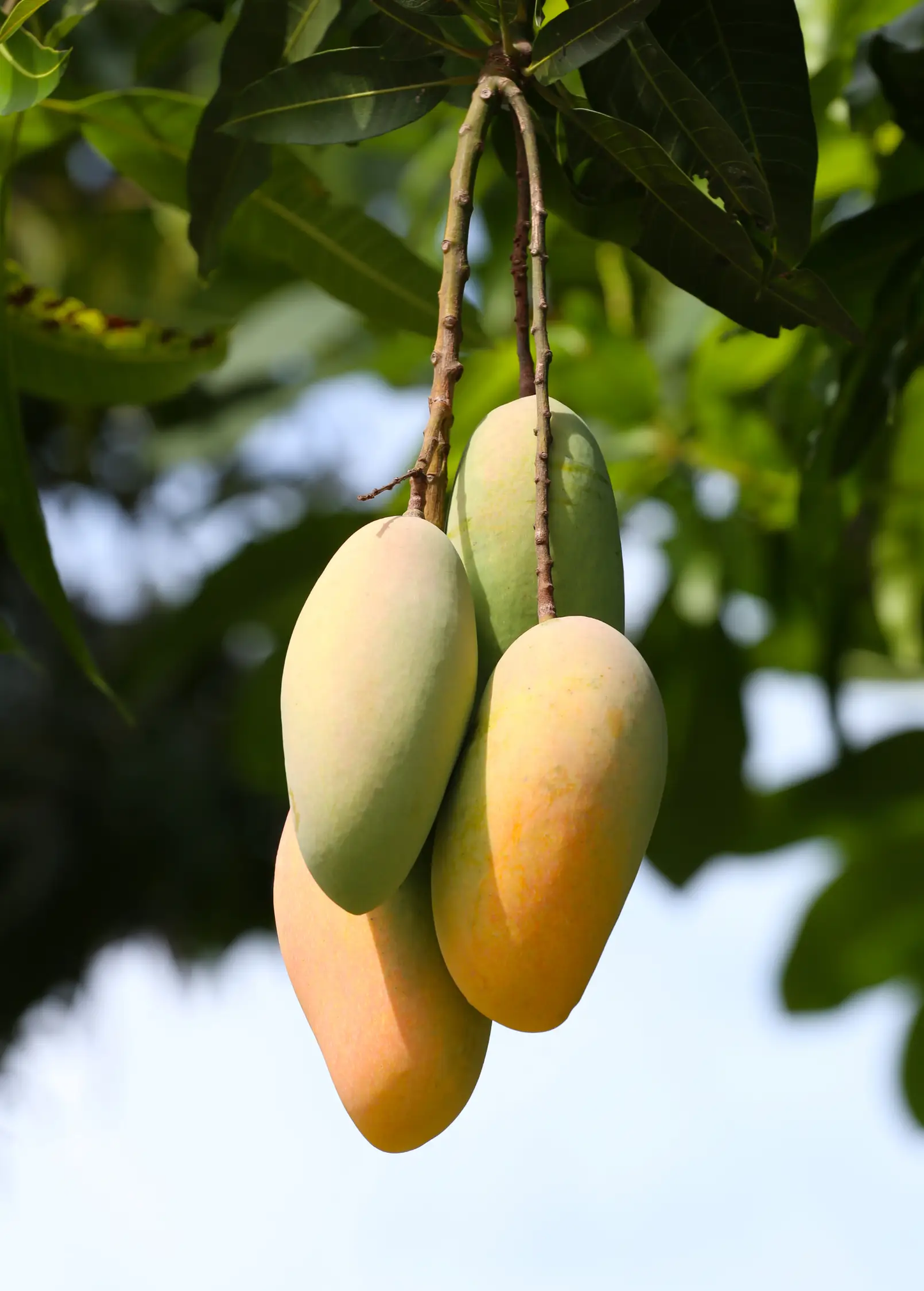 Mango 'Mahachanok' (Mangifera indica) - Tampa Home & Garden Store