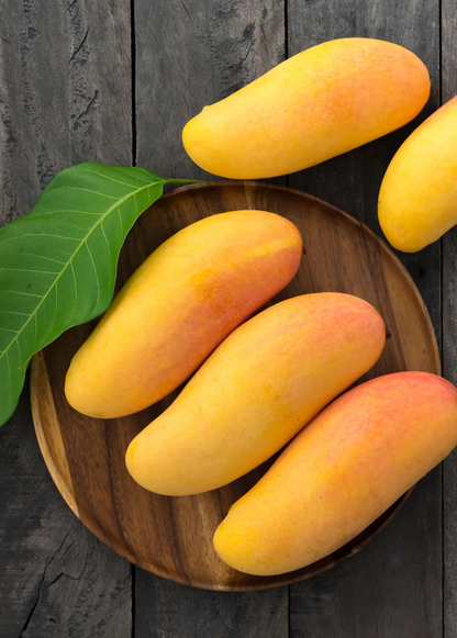 Mango 'Mahachanok' (Mangifera indica) - Tampa Home & Garden Store