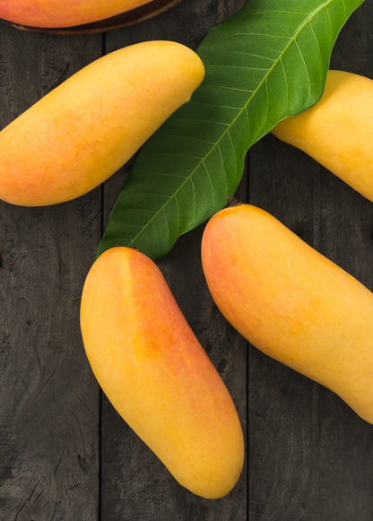 Mango 'Mahachanok' (Mangifera indica) - Tampa Home & Garden Store