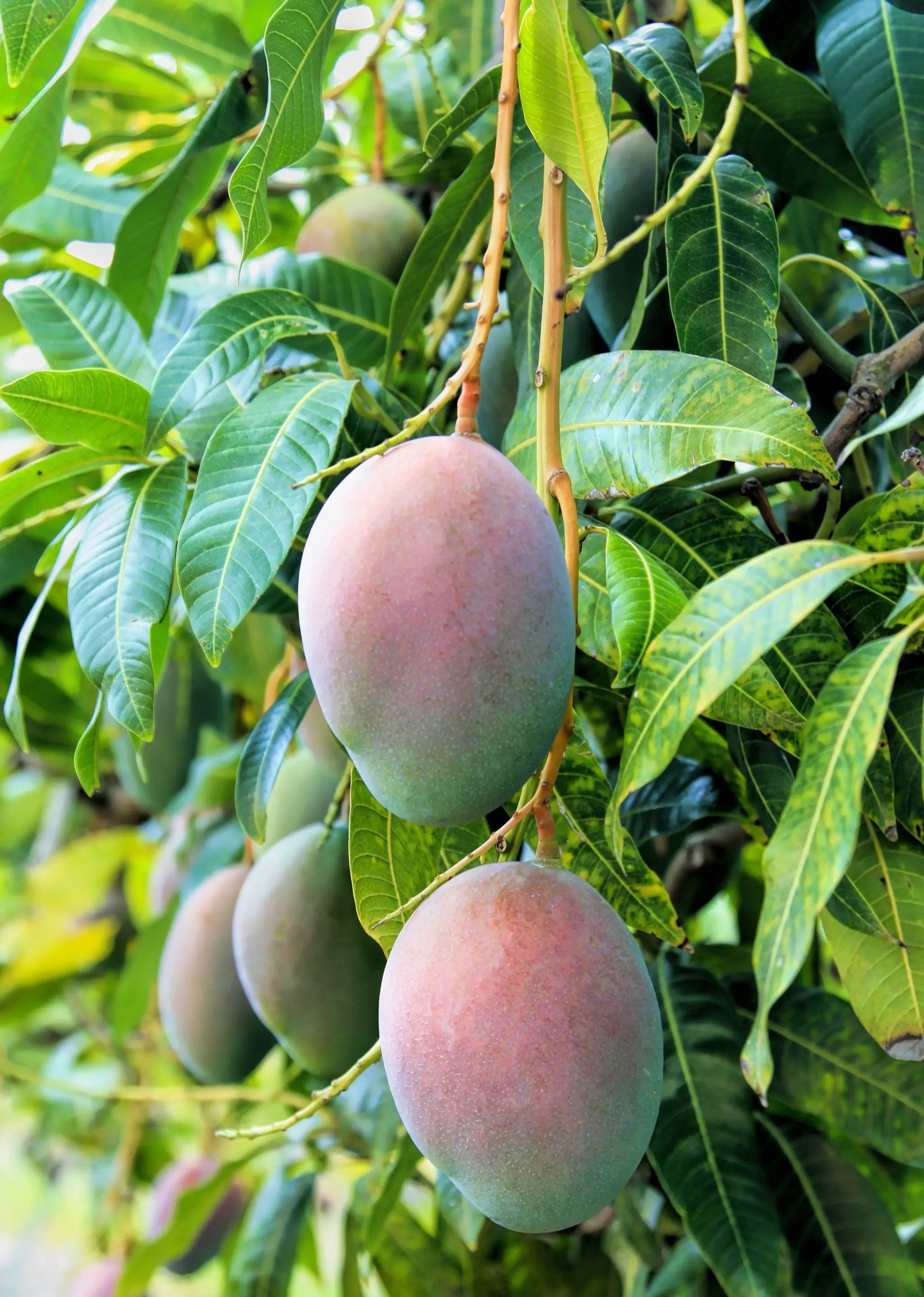 Mango 'Pickering' (Mangifera indica) - Tampa Home & Garden Store