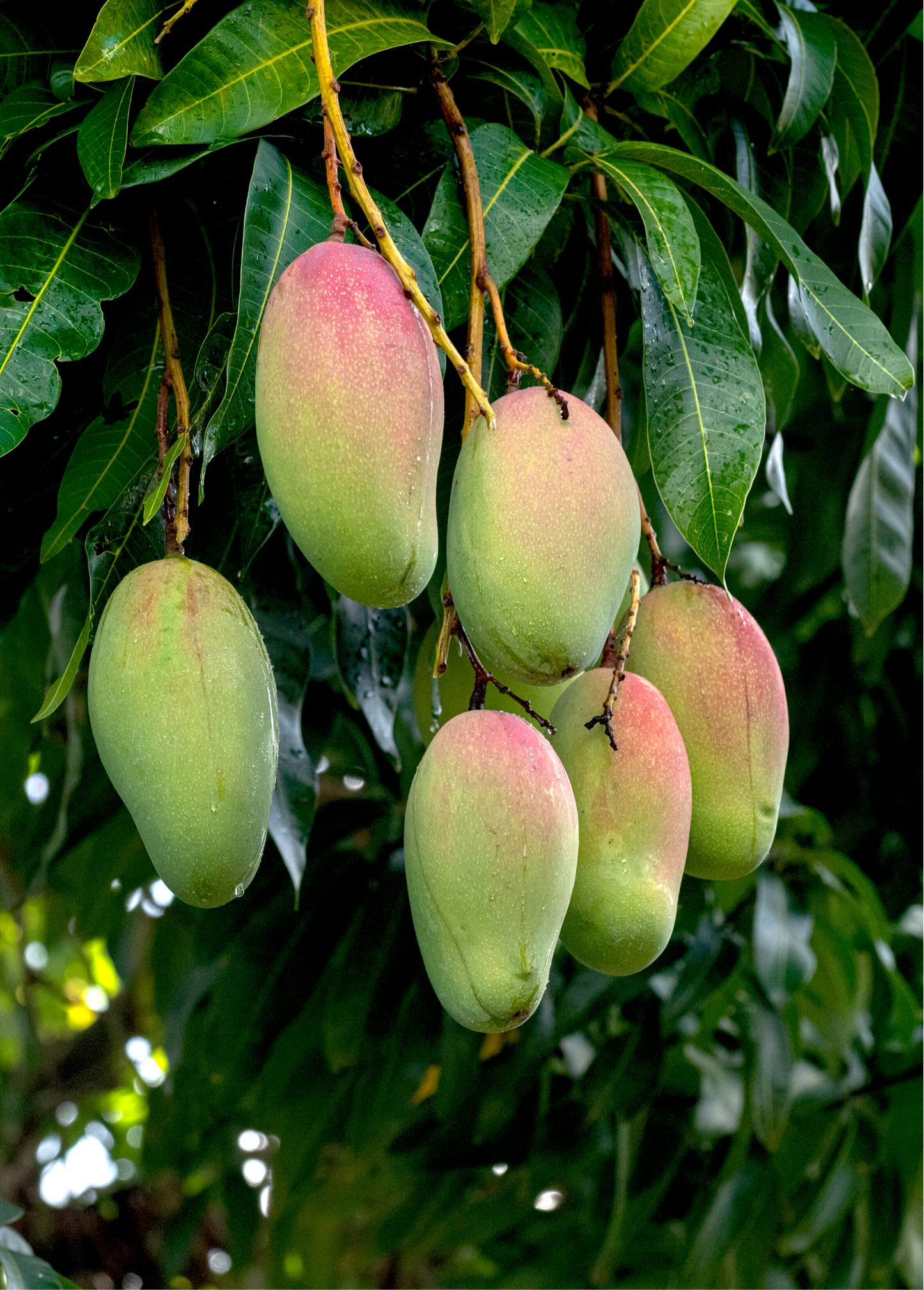 Mango 'Valencia Pride' (Mangifera indica) - Tampa Home & Garden Store