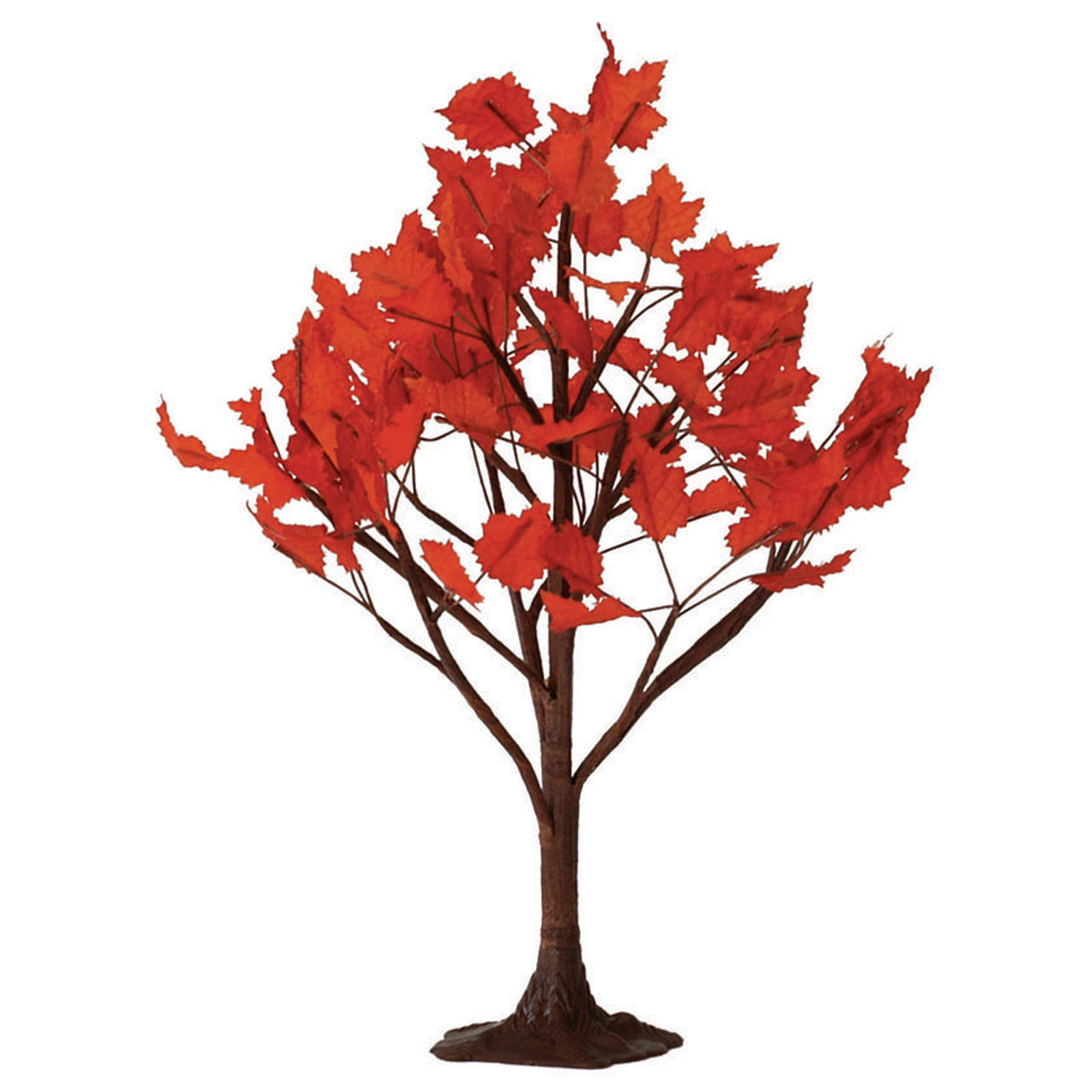 Maple Tree - 6" - Tampa Home & Garden Store