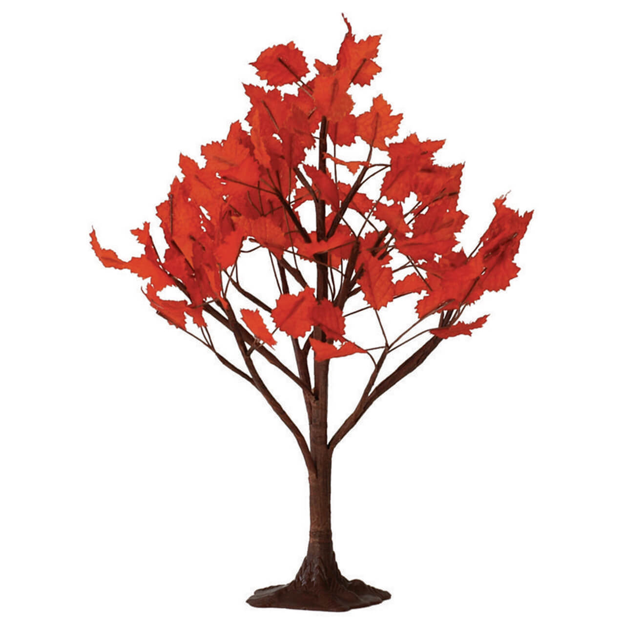Maple Tree - 6" - Tampa Home & Garden Store