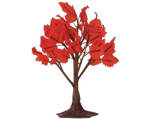 Maple Tree - 6" - Tampa Home & Garden Store