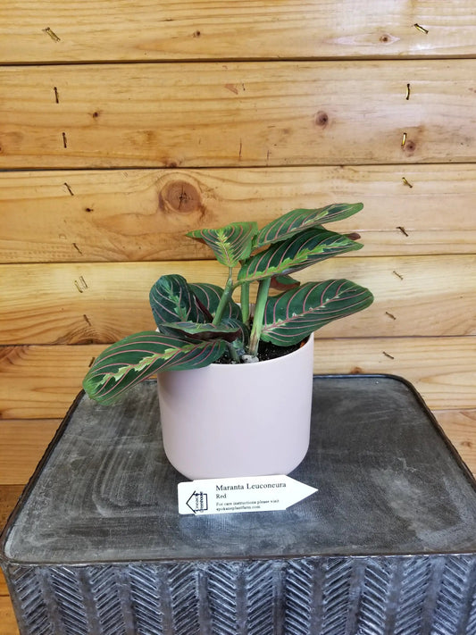 Maranta Leuconeura Red Prayer Plant pink-veined green leaves in white pot The Plant Farm on Tampa Home & Garden Store