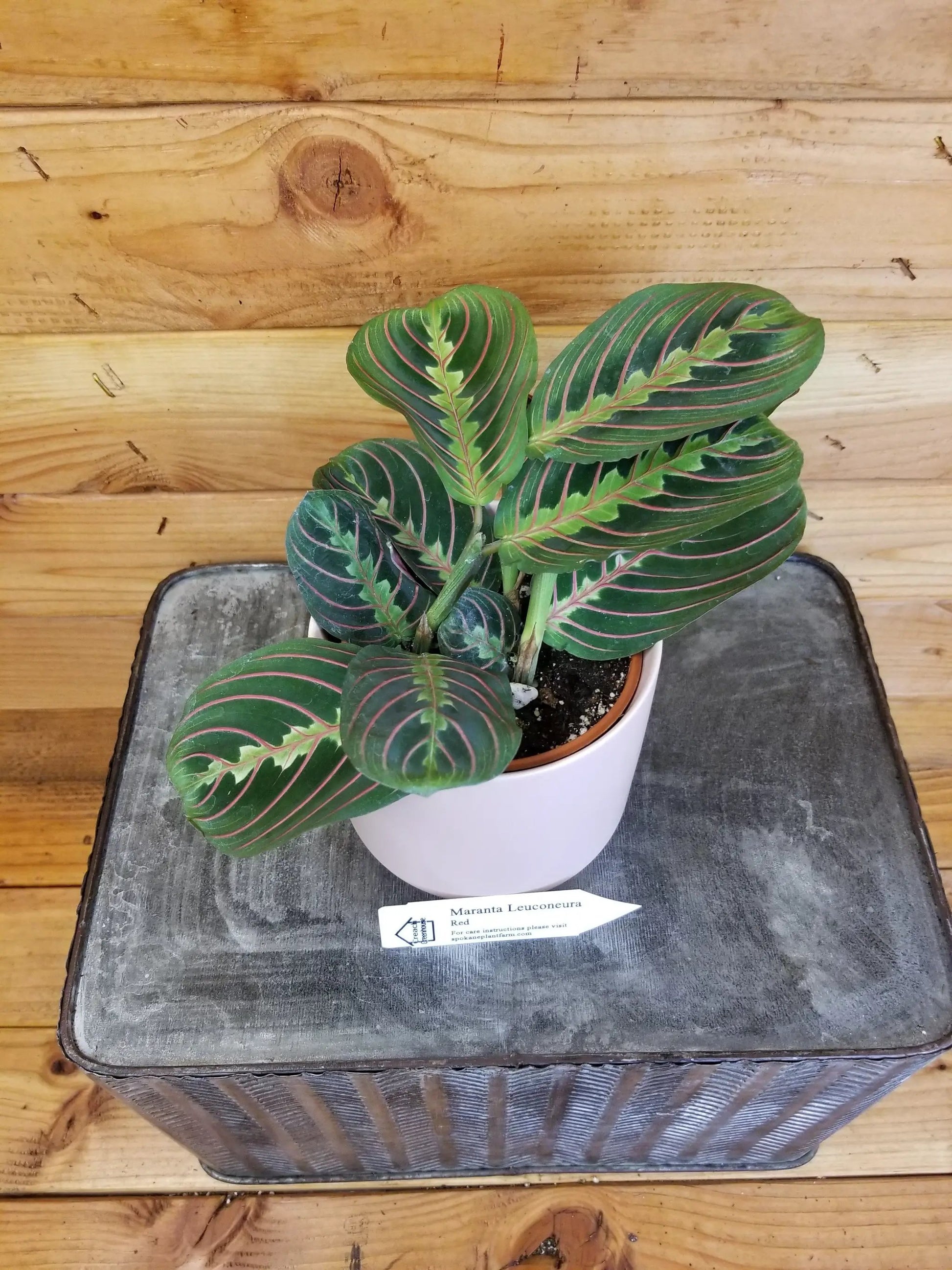 Maranta Leuconeura Red, 4" Plant - Tampa Home & Garden Store