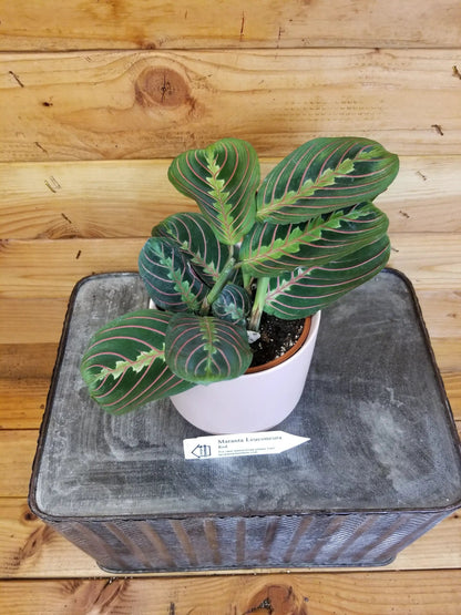 Maranta Leuconeura Red, 4" Plant - Tampa Home & Garden Store