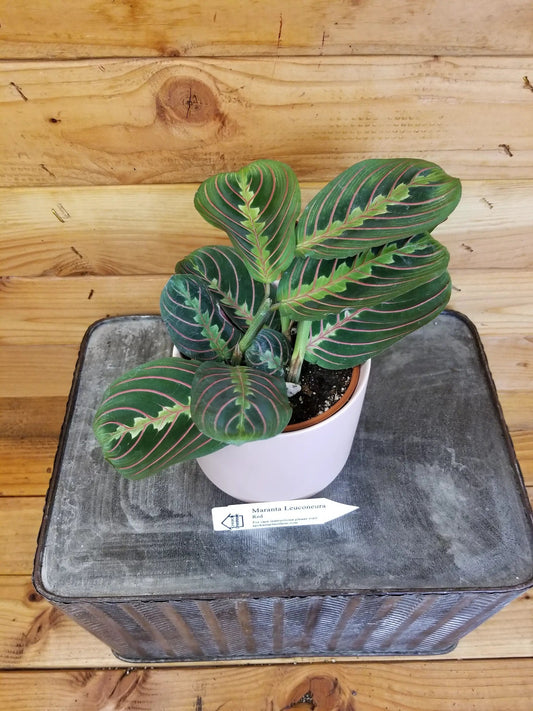Maranta Leuconeura Red Prayer Plant pink-veined leaves in a white pot The Plant Farm on Tampa Home & Garden Store