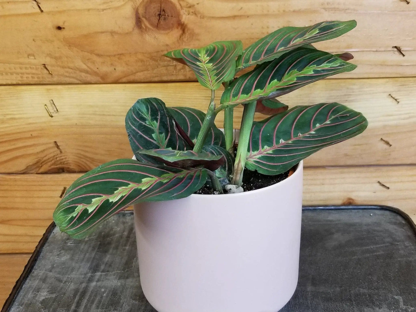 Maranta Leuconeura Red, 4" Plant - Tampa Home & Garden Store
