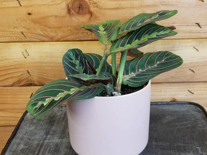 Maranta Leuconeura Red, 4" Plant - Tampa Home & Garden Store