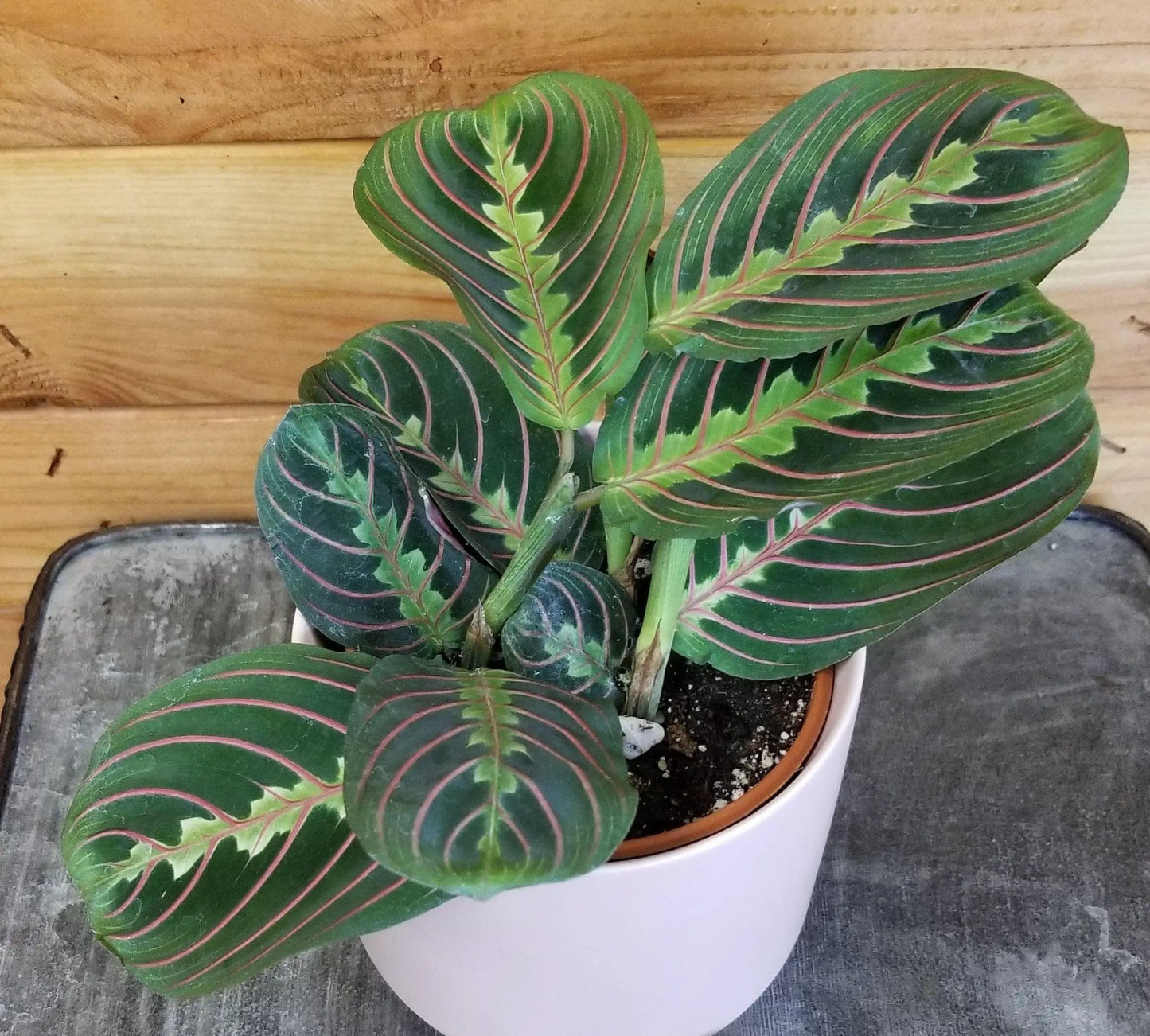 Maranta Leuconeura Red, 4" Plant - Tampa Home & Garden Store