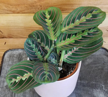 Maranta Leuconeura Red, 4" Plant - Tampa Home & Garden Store