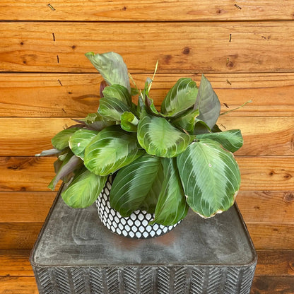 Maranta Leuconeura Silver Band, 6" Plant - Tampa Home & Garden Store