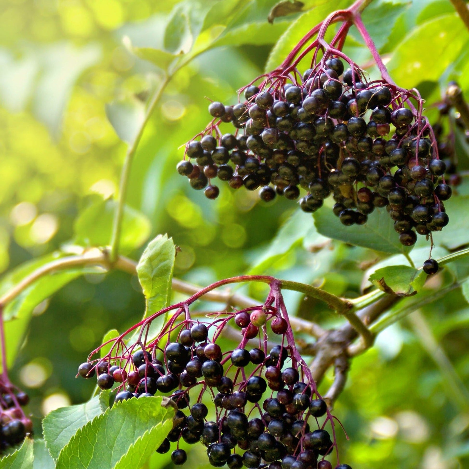 Marge Elderberry plant with dark purple berries on red stems among green leaves on Tampa Home & Garden Store