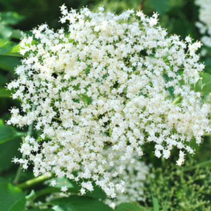 Marge Elderberry plant with white flower clusters and green leaves on Tampa Home & Garden Store