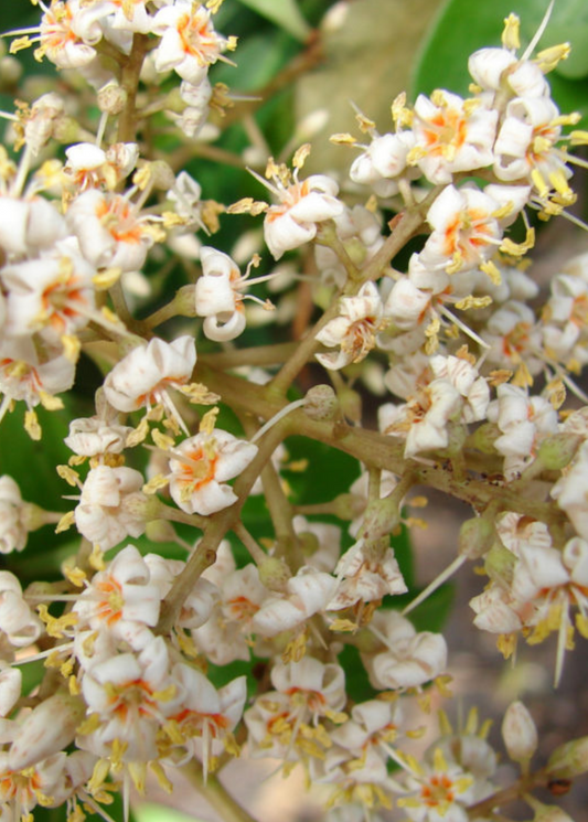 Marlberry (Ardisia squamulosa) - Tampa Home & Garden Store