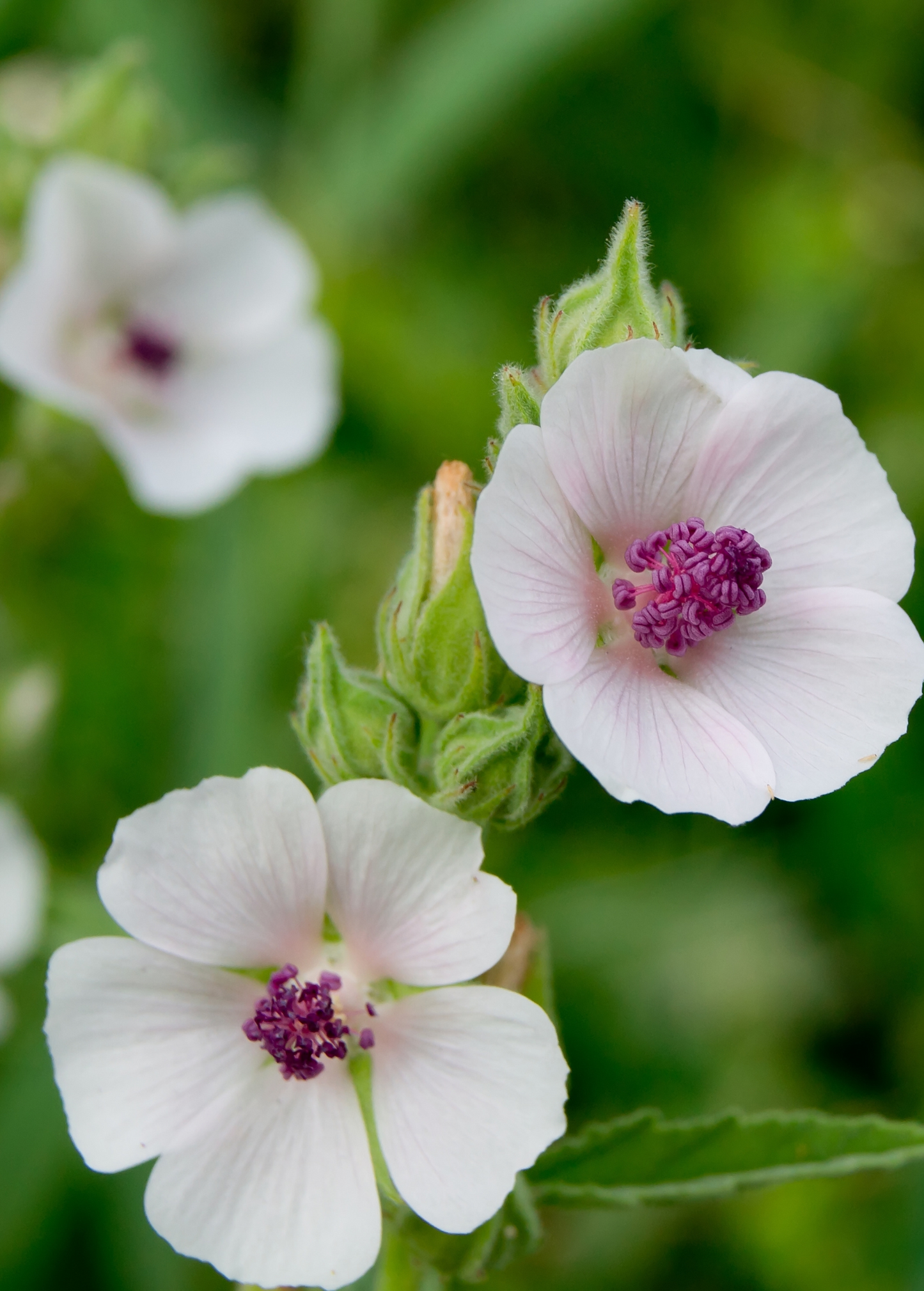 Malvavisco (Althaea officinalis)