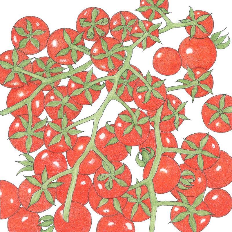 Matt's Wild Cherry Cherry Tomato Seeds (Organic) - Tampa Home & Garden Store