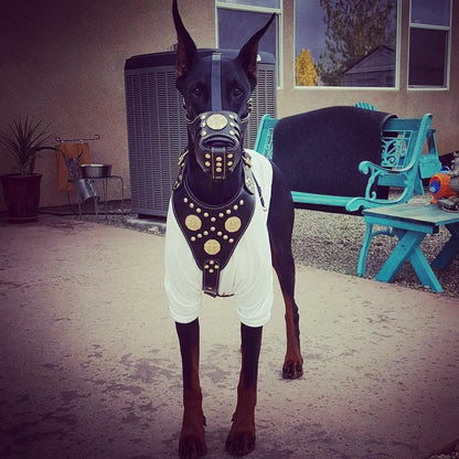 ''Maximus'' Basket Muzzle Brown & Gold - Tampa Home & Garden Store