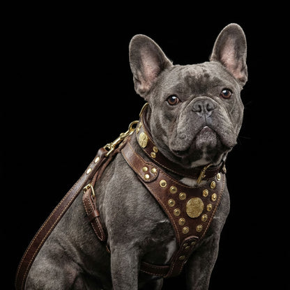 "Maximus Brown&Gold" Small dog SET - Harness - collar - lead - Tampa Home & Garden Store