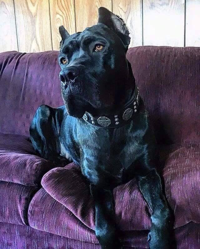 "Maximus Silver" BIG dog SET- Harness - collar - lead. Black - Tampa Home & Garden Store