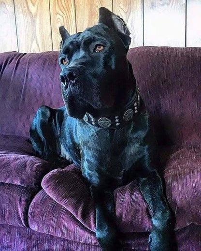 "Maximus Silver" BIG dog SET- Harness - collar - lead. Black - Tampa Home & Garden Store