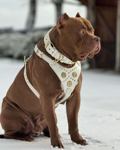 "Maximus White" BIG dog SET- Harness - collar - lead. Brass rivets - Tampa Home & Garden Store