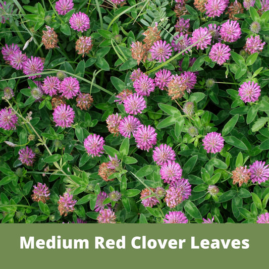 Medium Red Clover Seed with pink globular blossoms and glossy green leaves on Tampa Home & Garden Store