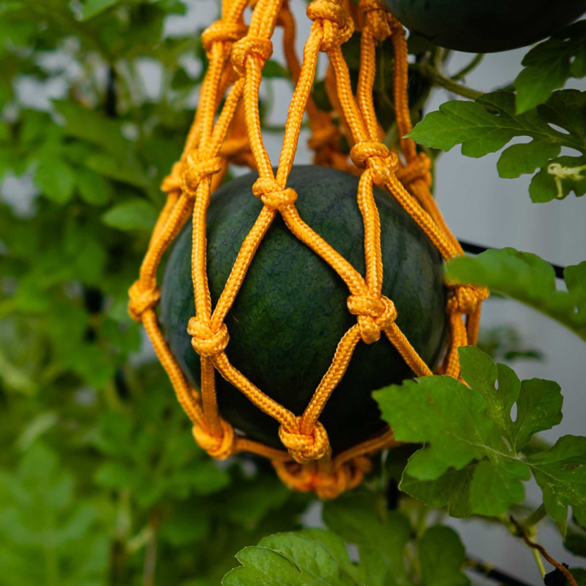 Melon Cradles Melon Hammock | Squash Cradles & Support - Tampa soil911.com