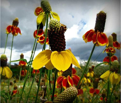 Mexican Hat - 100 Seeds - Drought Tolerant Coneflower Flower - Tampa Home & Garden Store